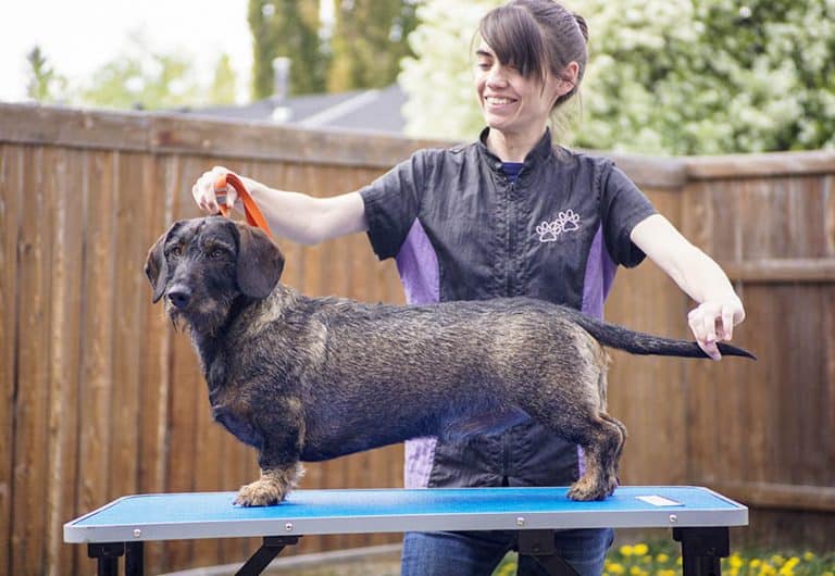 Hand Stripping Dogs What is it and why is it necessary?