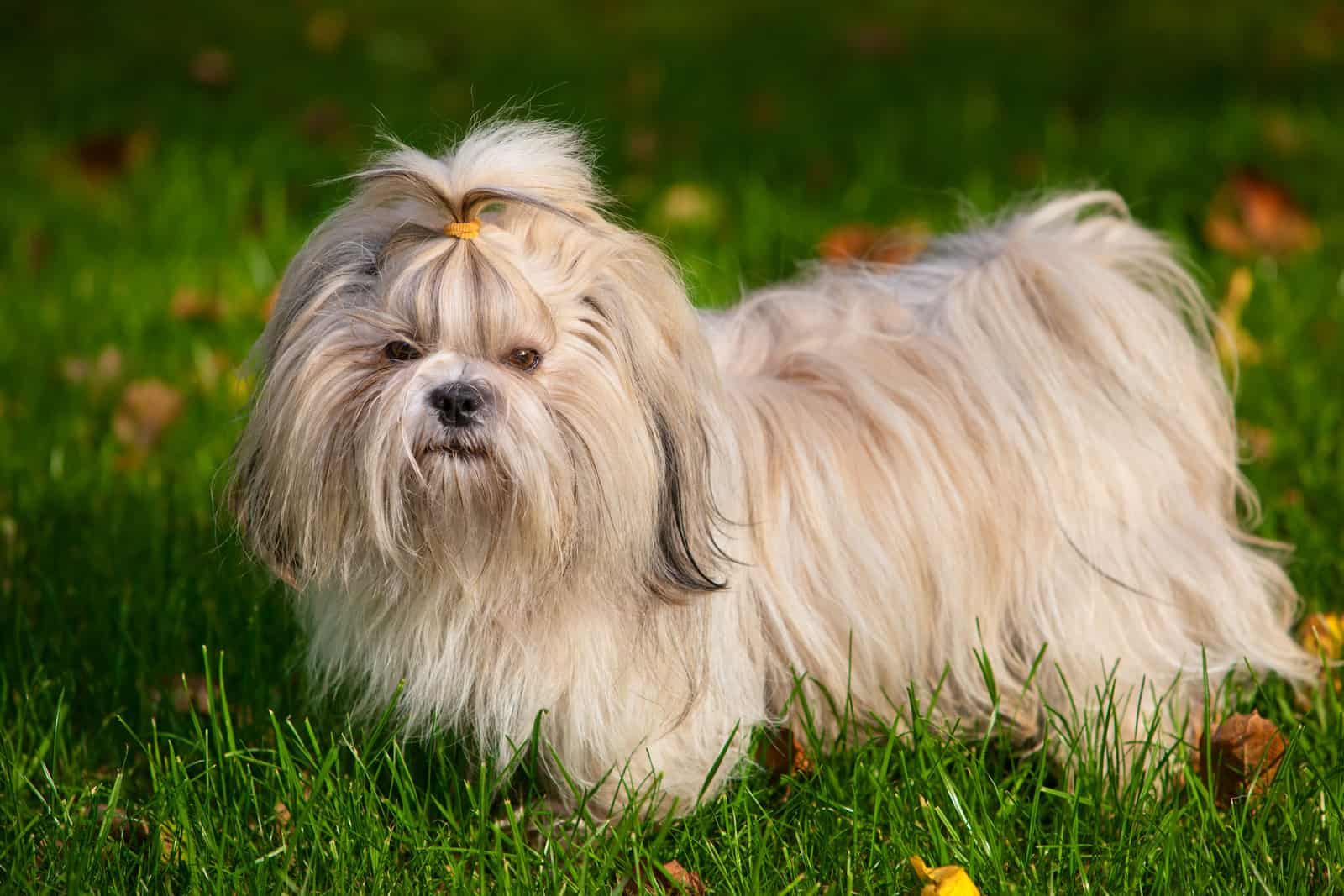 12 Low Maintenance Small Dogs - Primpaws Grooming Academy - Low Maintenance Small Dog Groomers